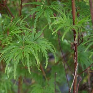 Acer palmatum 'Seiryû' 60-80 cm